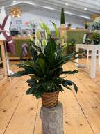 6 inch Plant Basket Gift