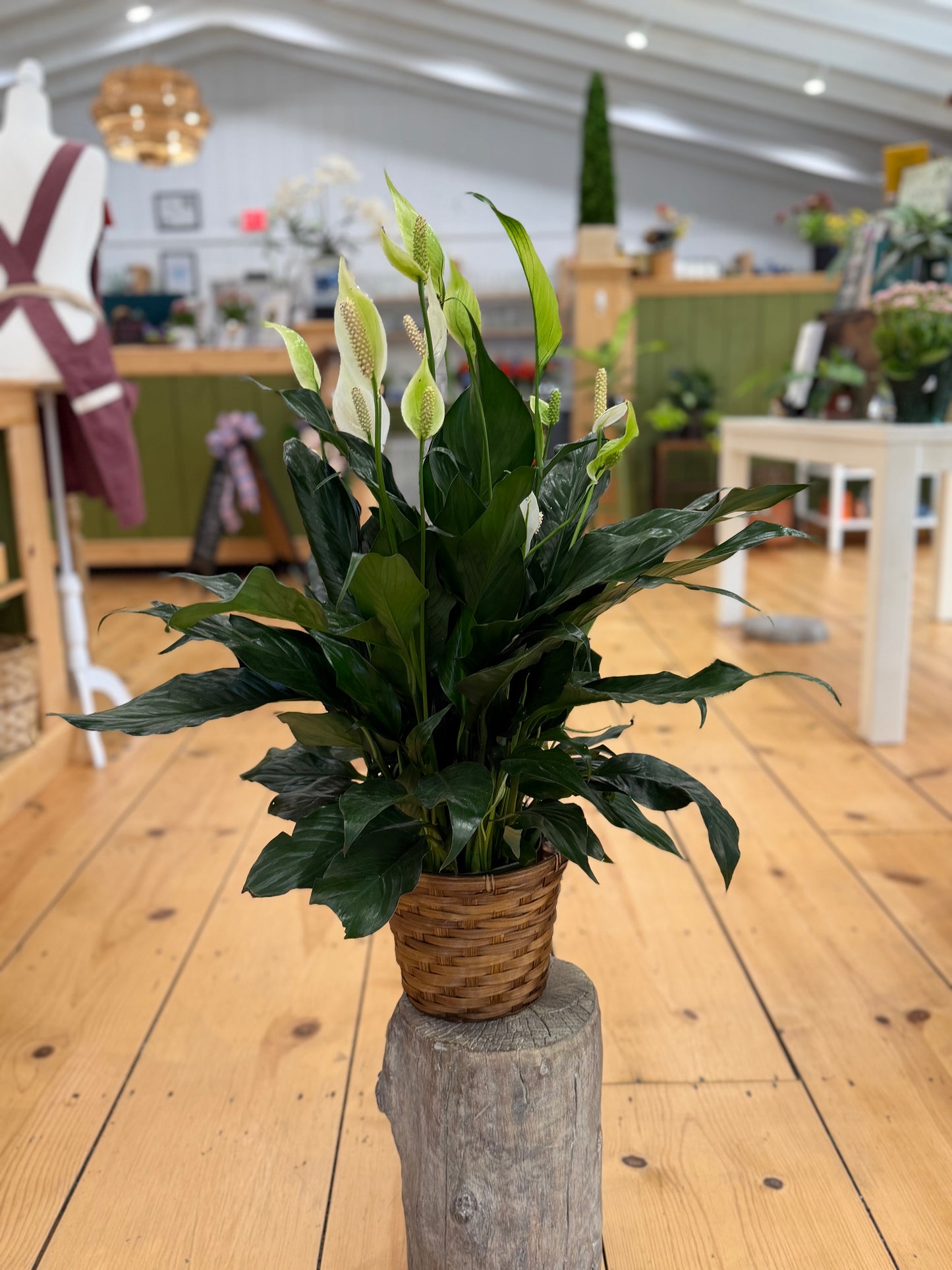 6 inch Plant Basket Gift