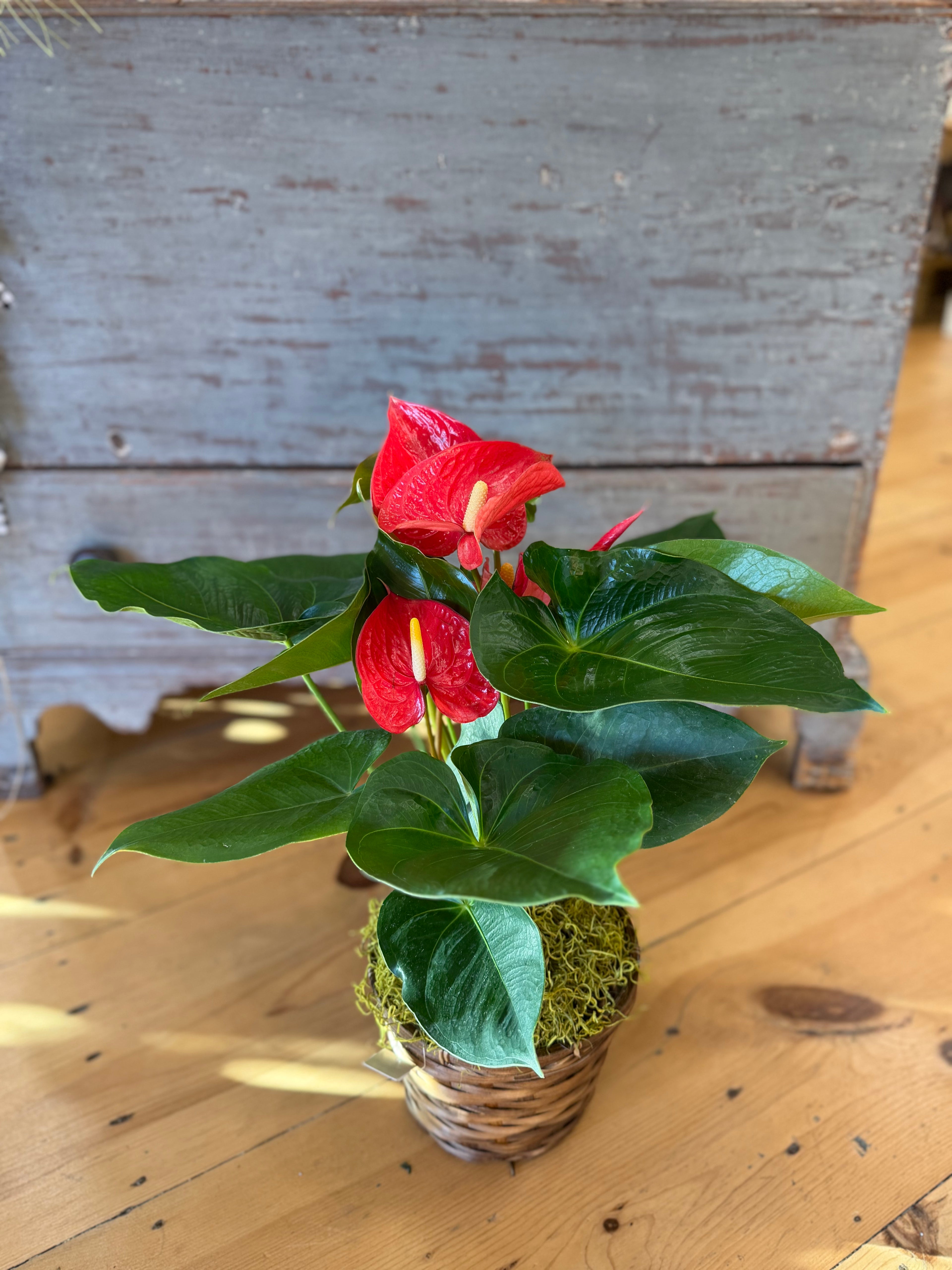 6 inch Plant Basket Gift