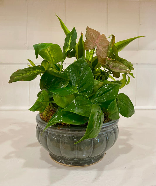 Plant Arrangement