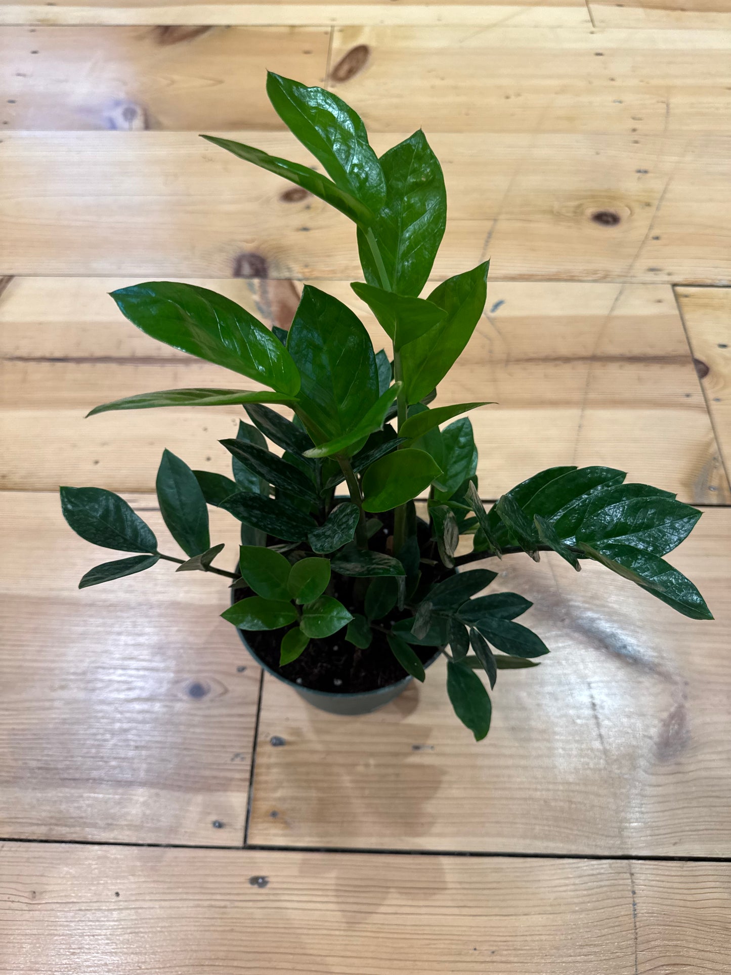 ZZ Plant