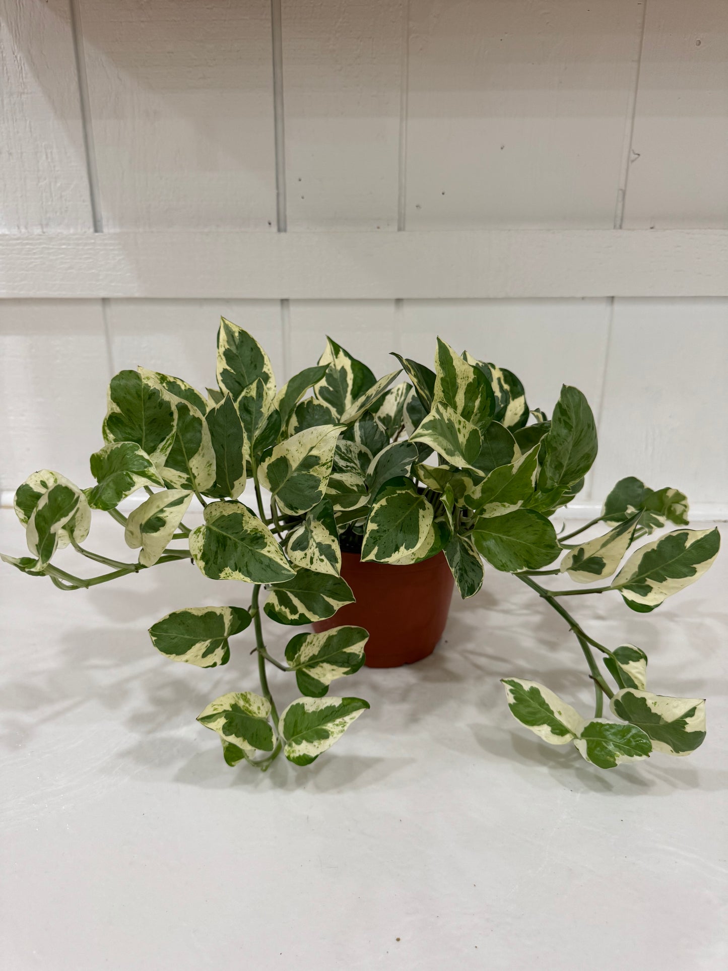 Pothos Plant