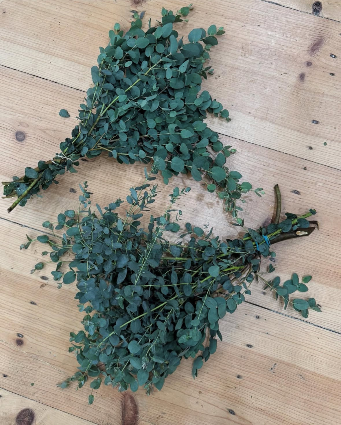 Eucalyptus Shower Bundle