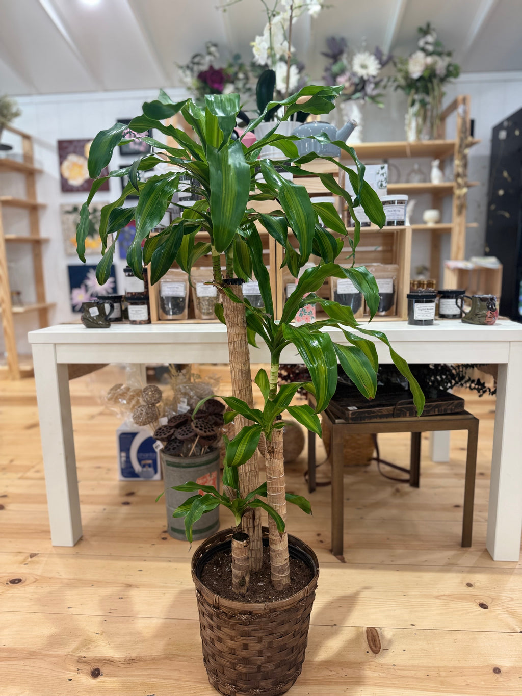 10 inch Gift Plant with Basket