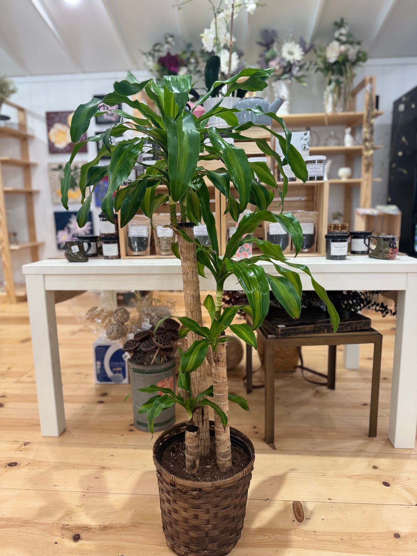 10 inch Farewell Plant with Basket