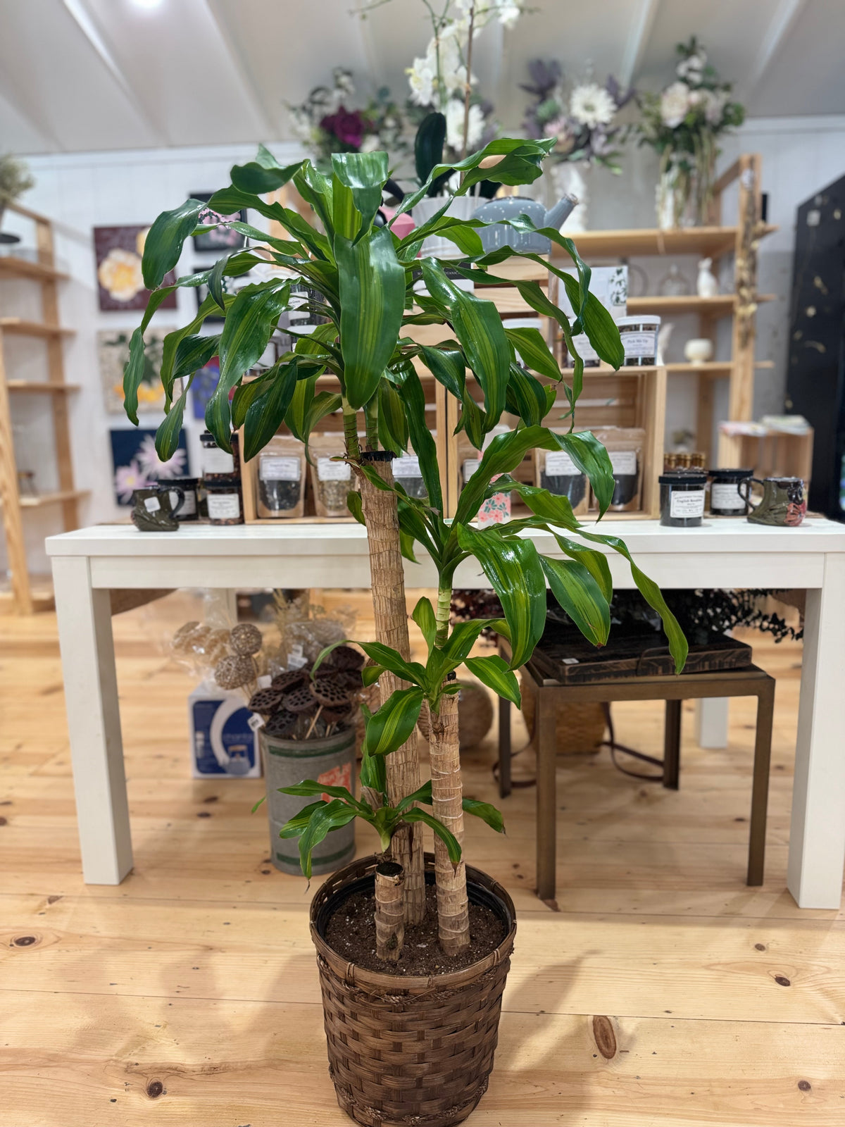 10 inch Gift Plant with Basket