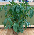 10 inch Gift Plant with Basket