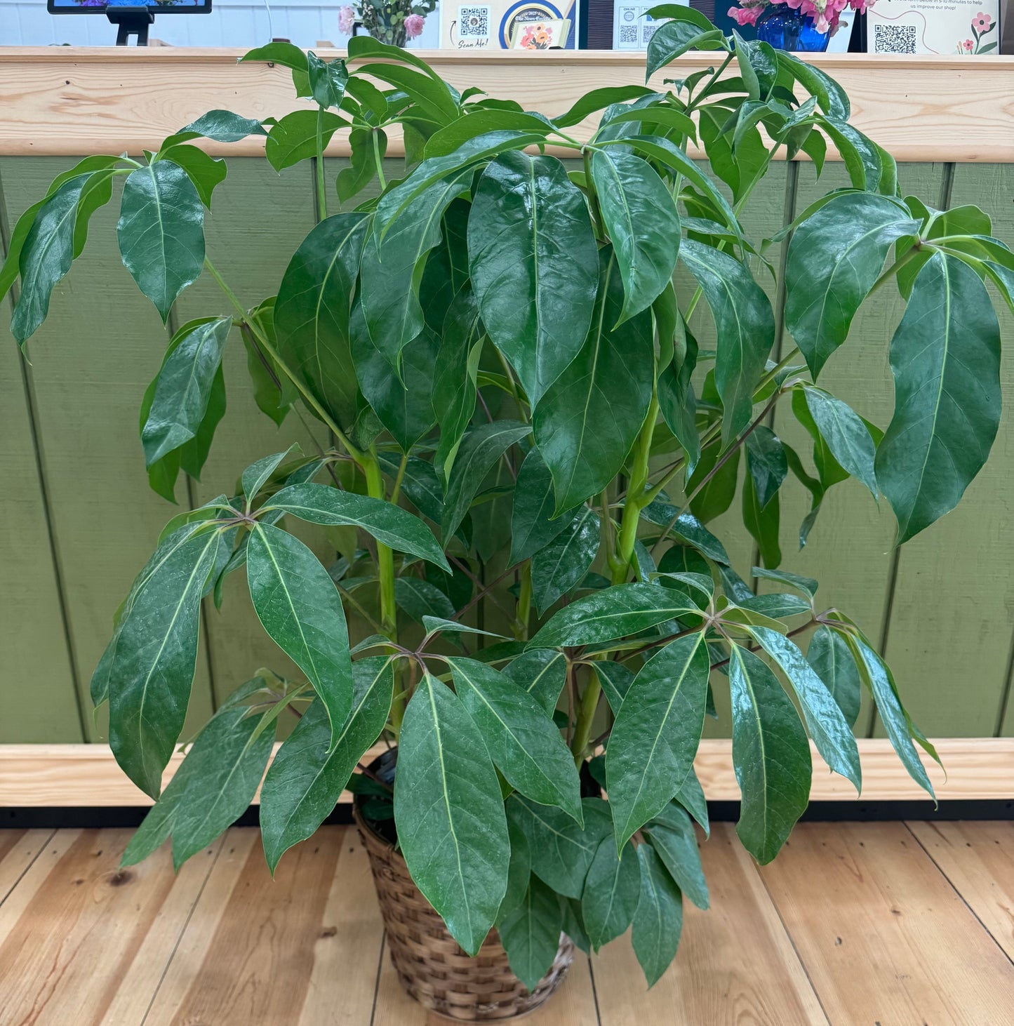 10 inch Farewell Plant with Basket