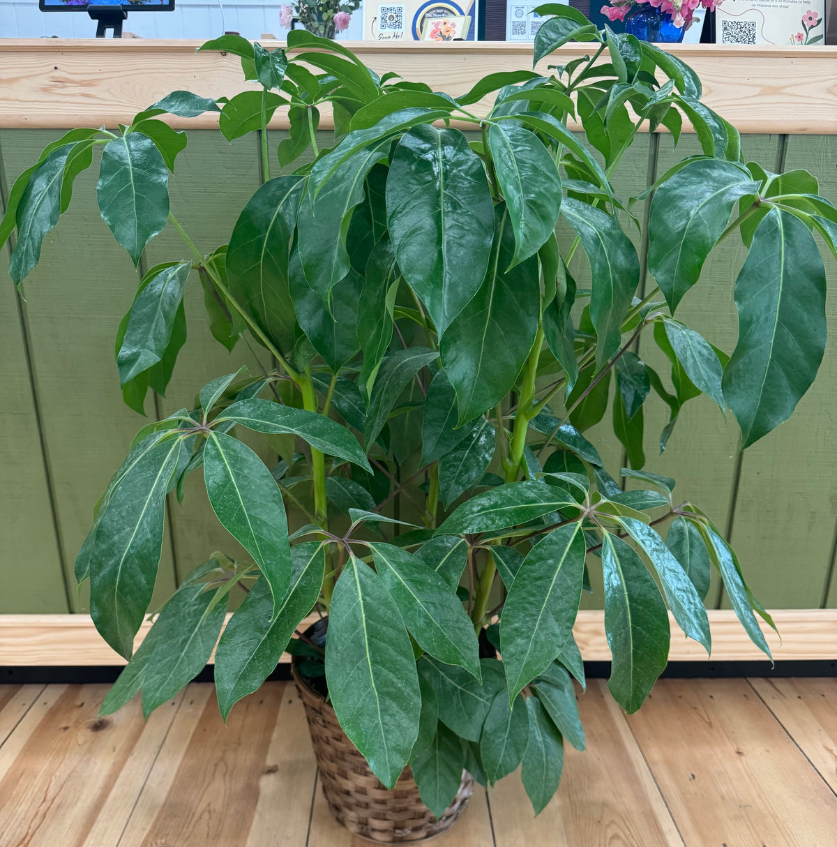 10 inch Gift Plant with Basket