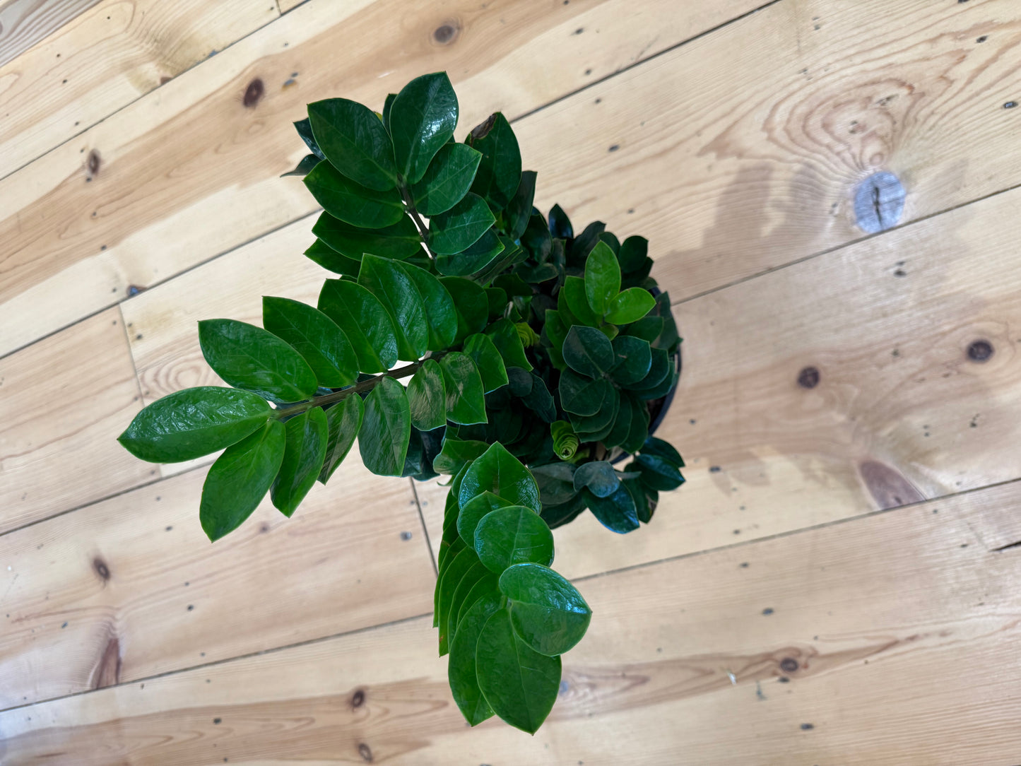 ZZ Plant