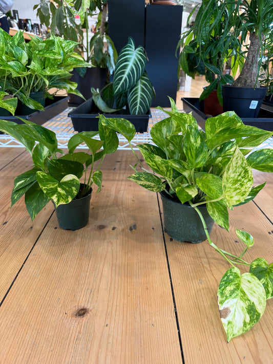 Pothos Plant