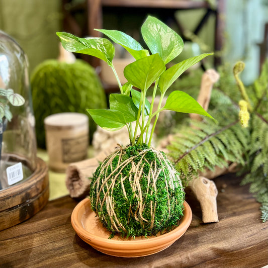 Main Street Botanicals Kokedama Plant