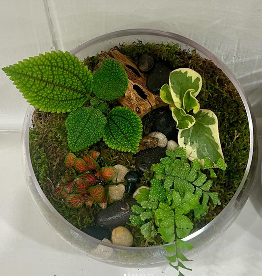 Build Your Own Terrarium!