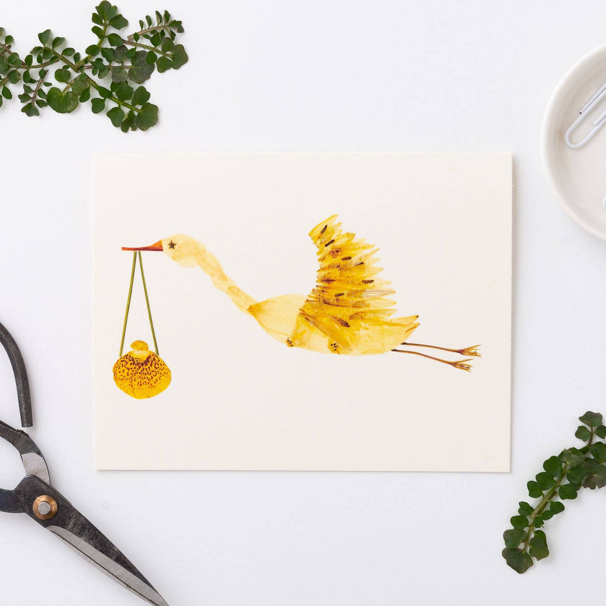 Stork