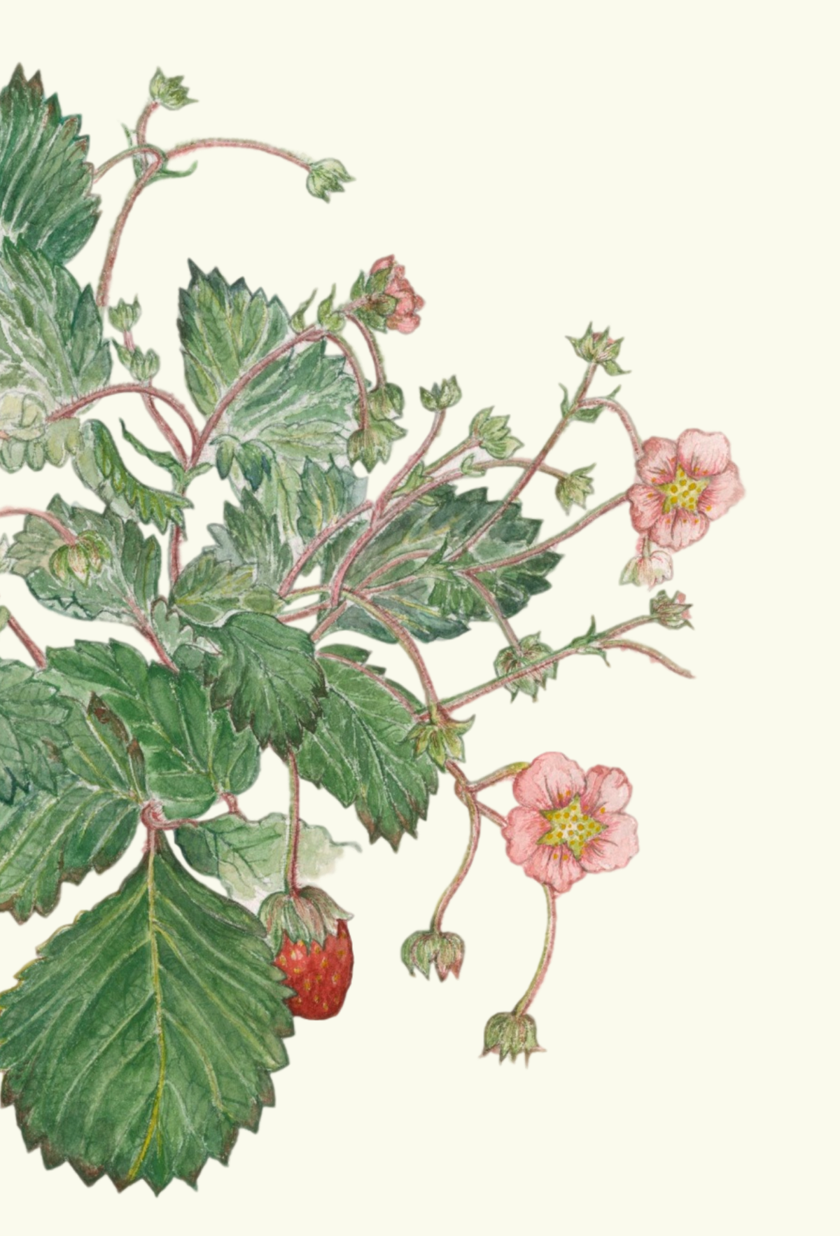 Strawberry greeting card