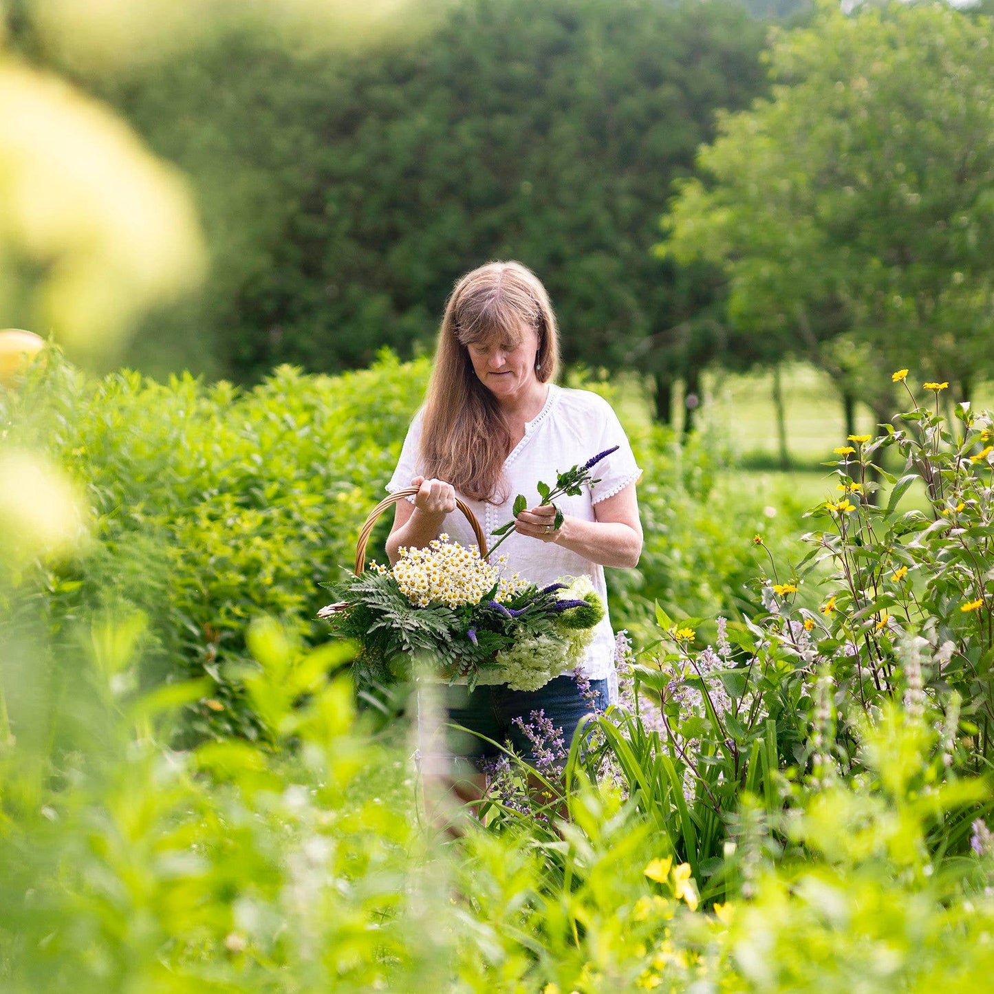 Catching Butterflies