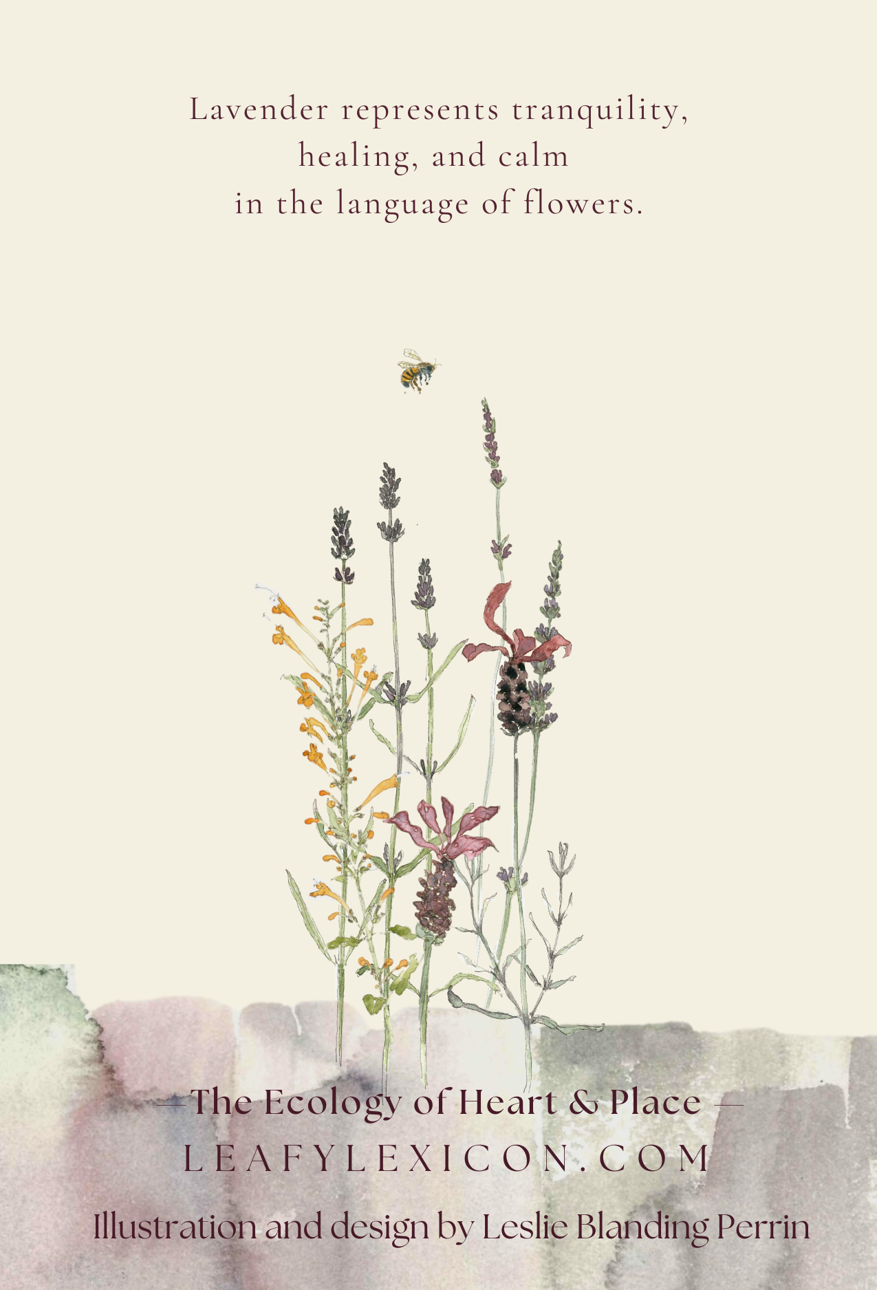 Lavender Meadow