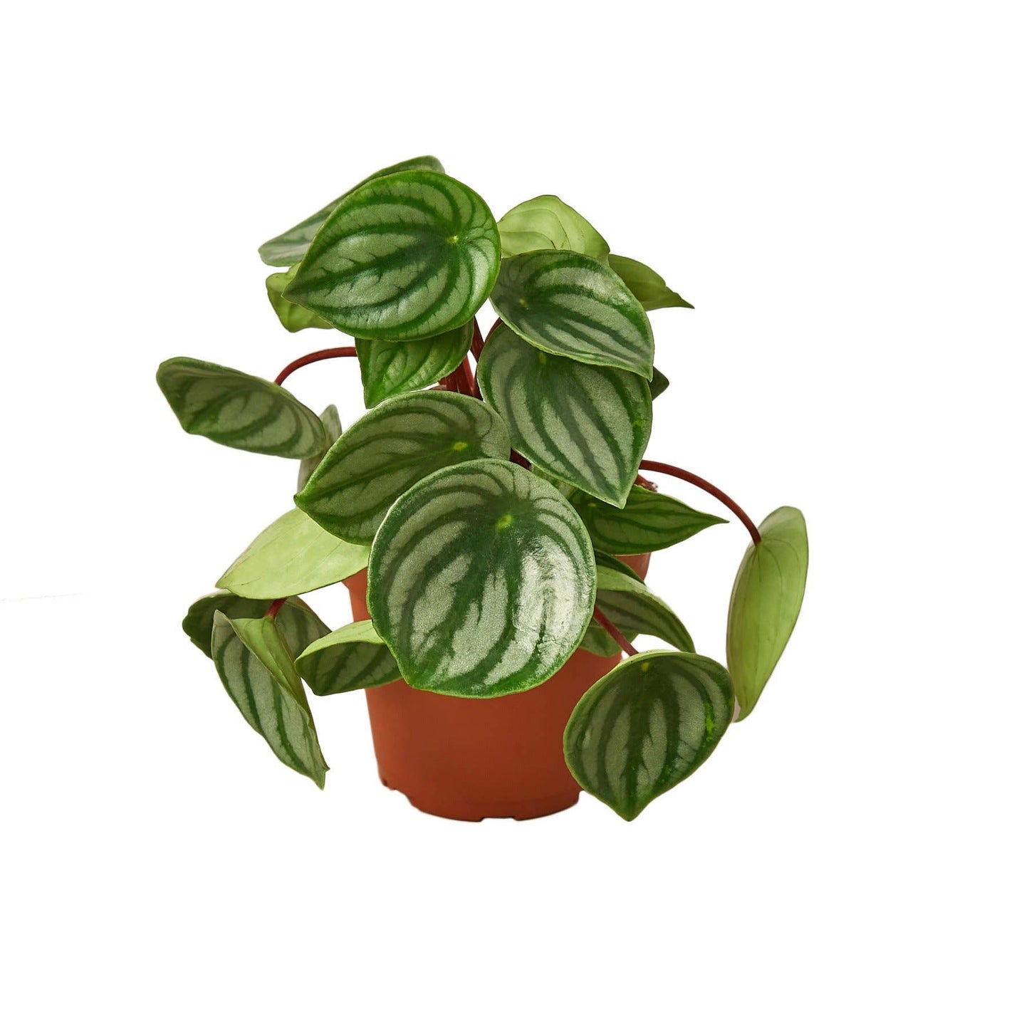 PEPEROMIA WATERMELON 6-inch