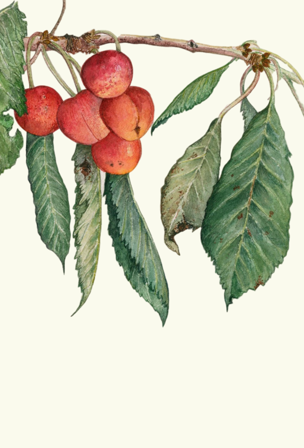 Cherry greeting card