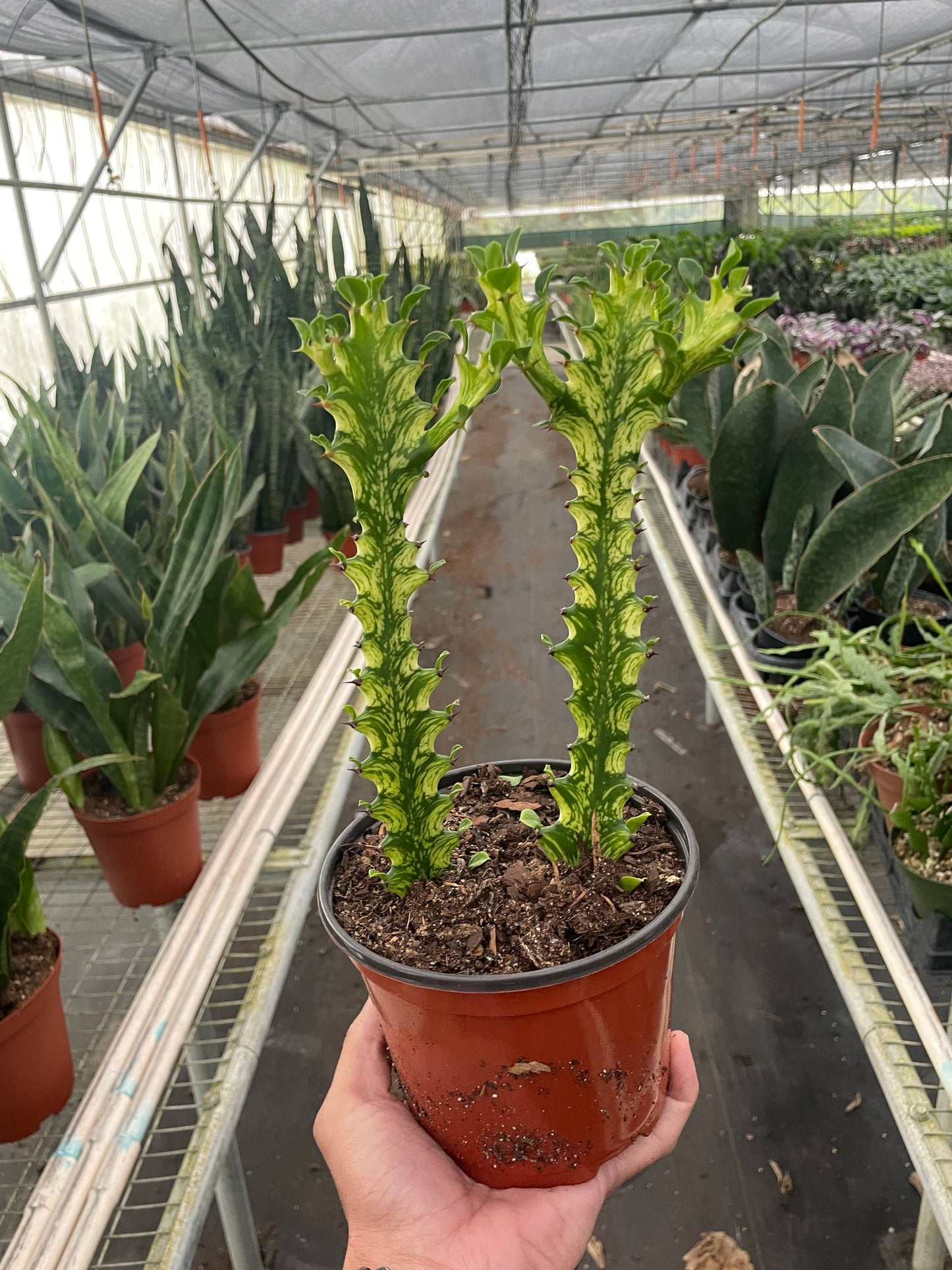 Euphorbia 'Mint Cream' - 6" Pot