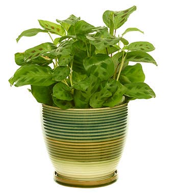 Modern Green & Blue Stripe Planter  Item #11726  April