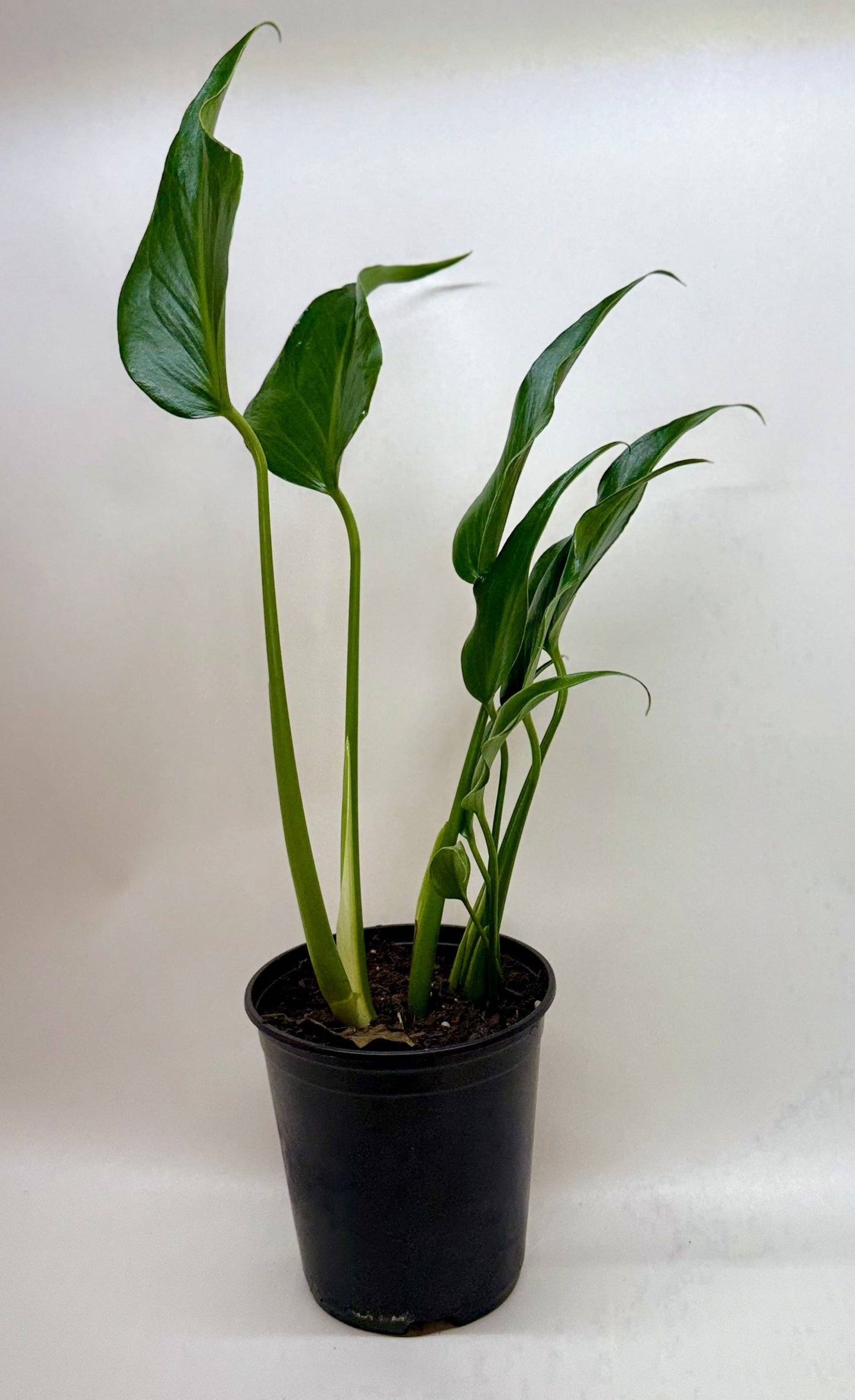 Monstera Burle Marx Flame: 6" Pot