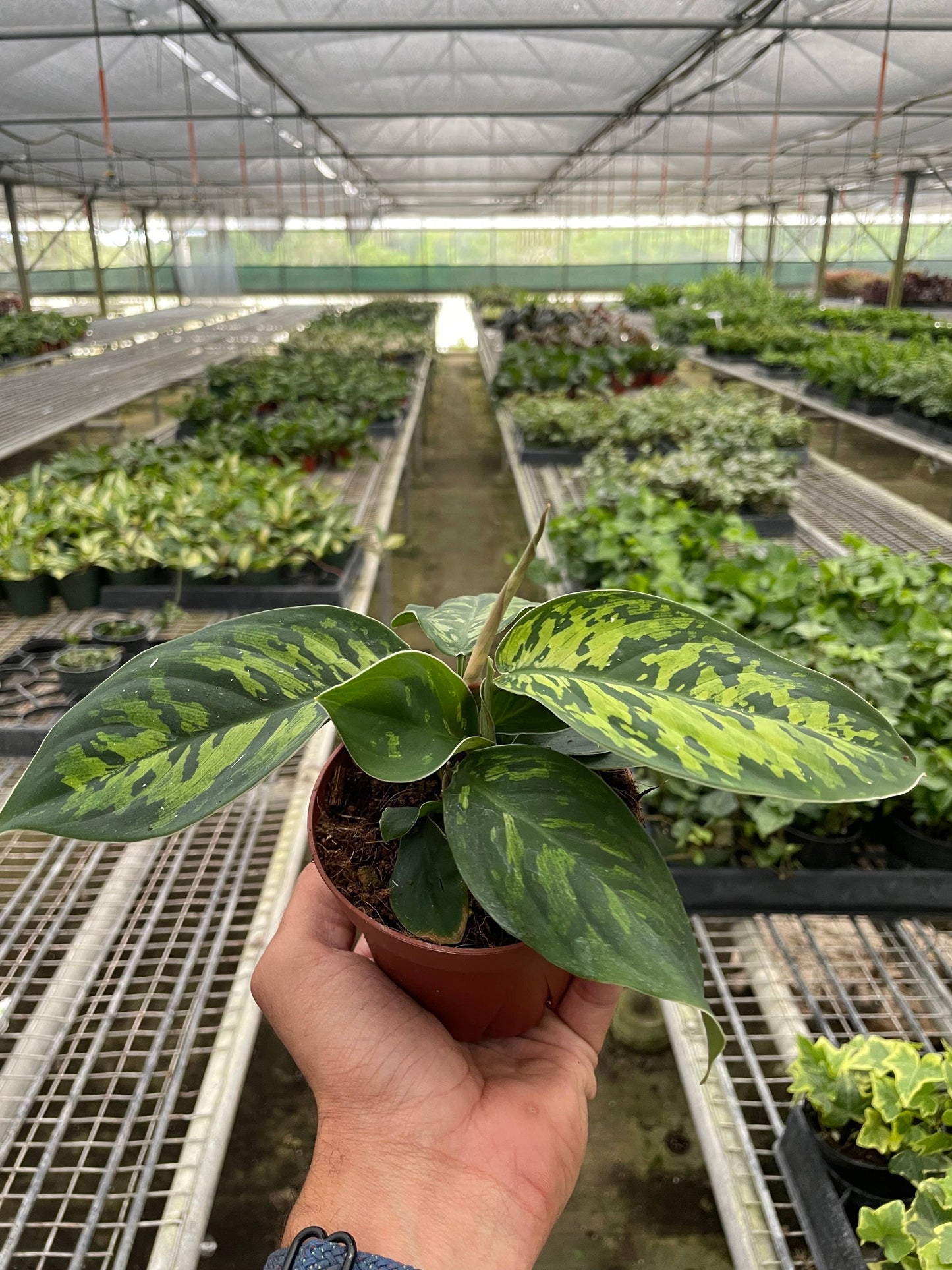 Homalomena 'Camouflage' - 4" Pot