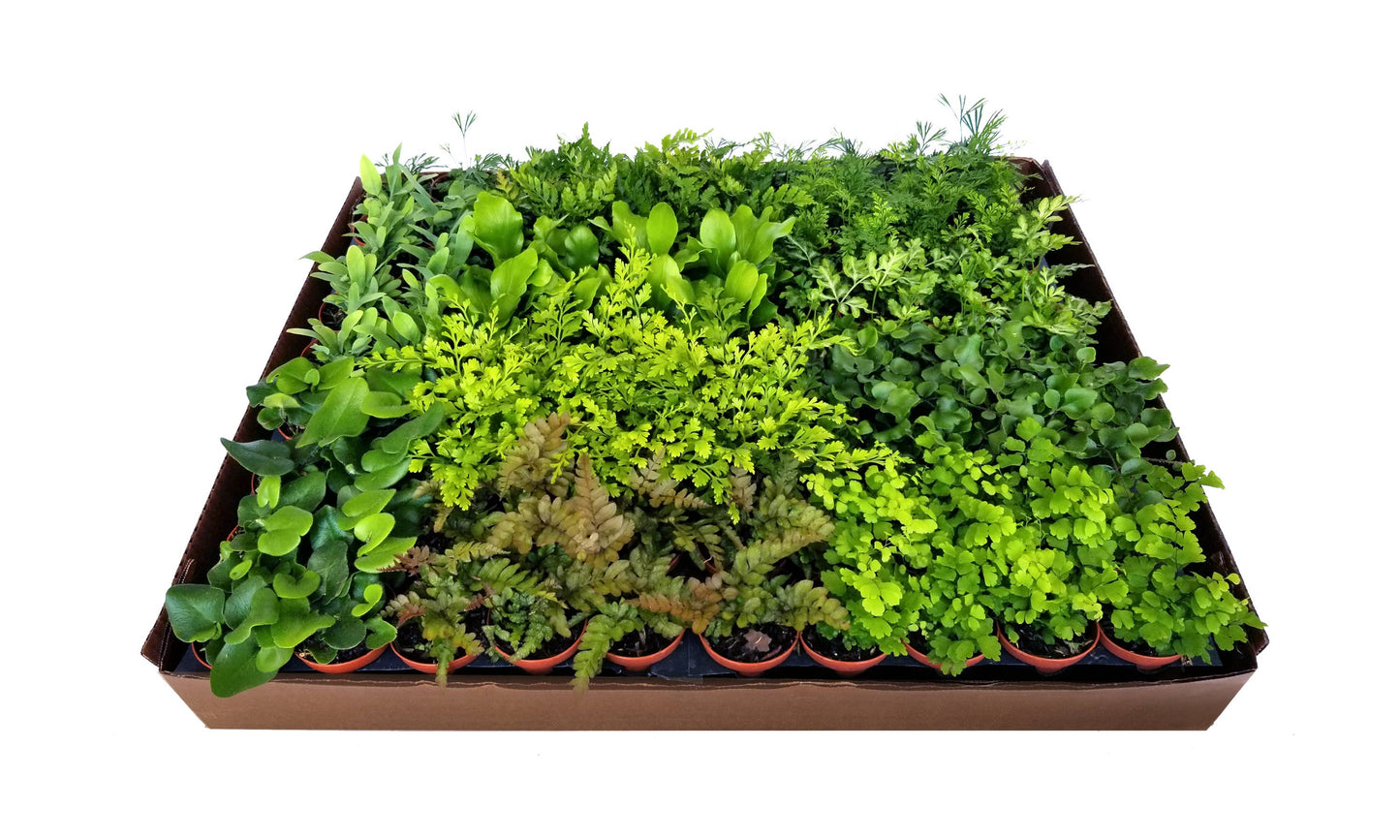 2" Ferns Live Plant Mix