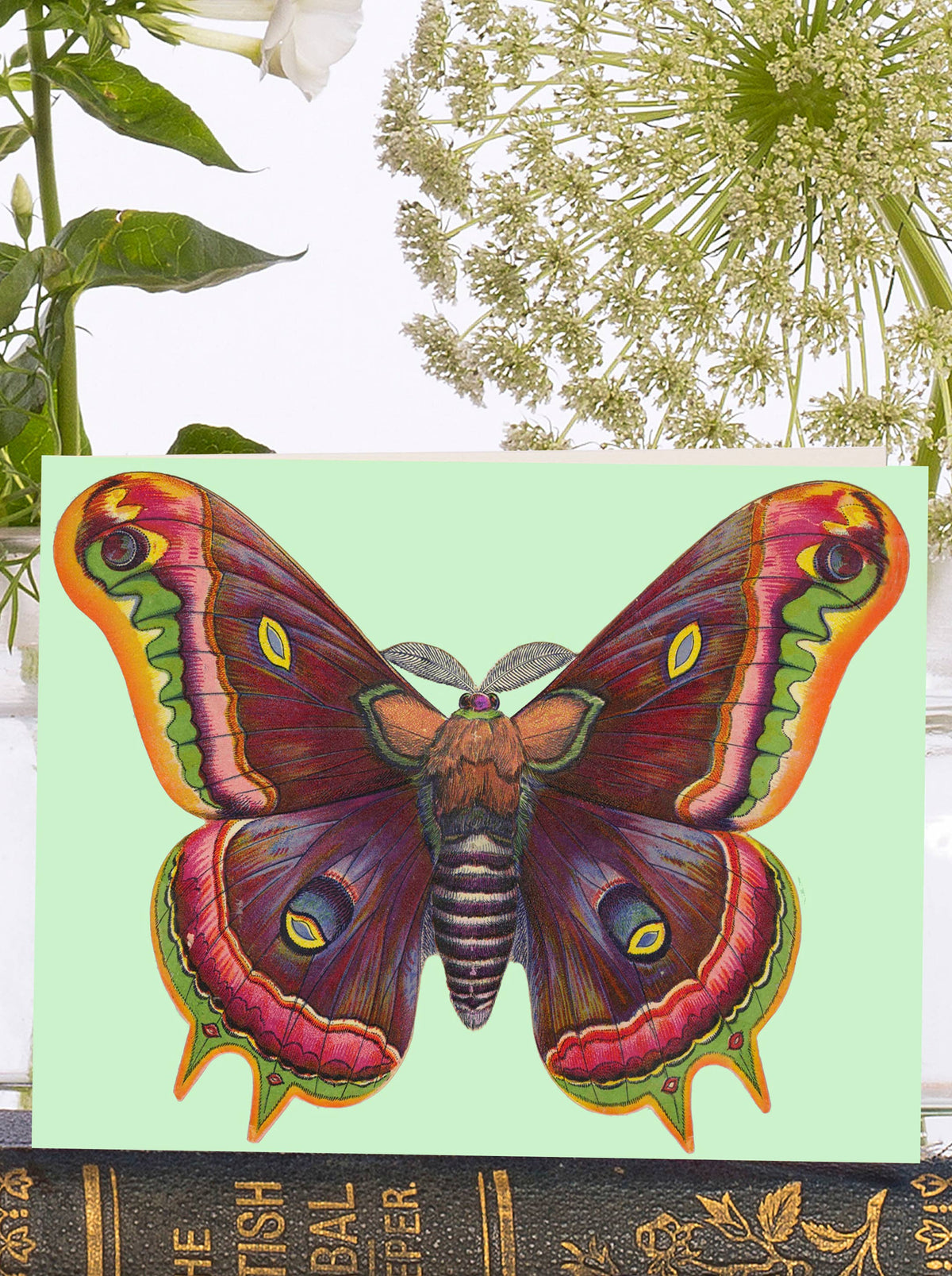 Moth Little Vintage  Greeting Card