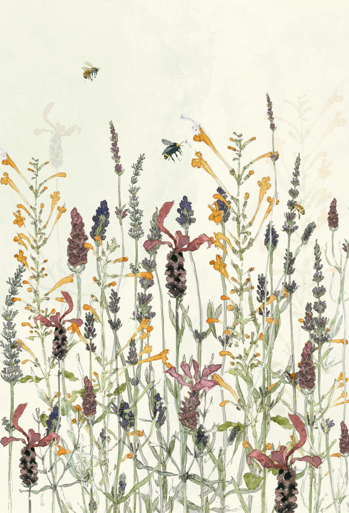 Lavender Meadow