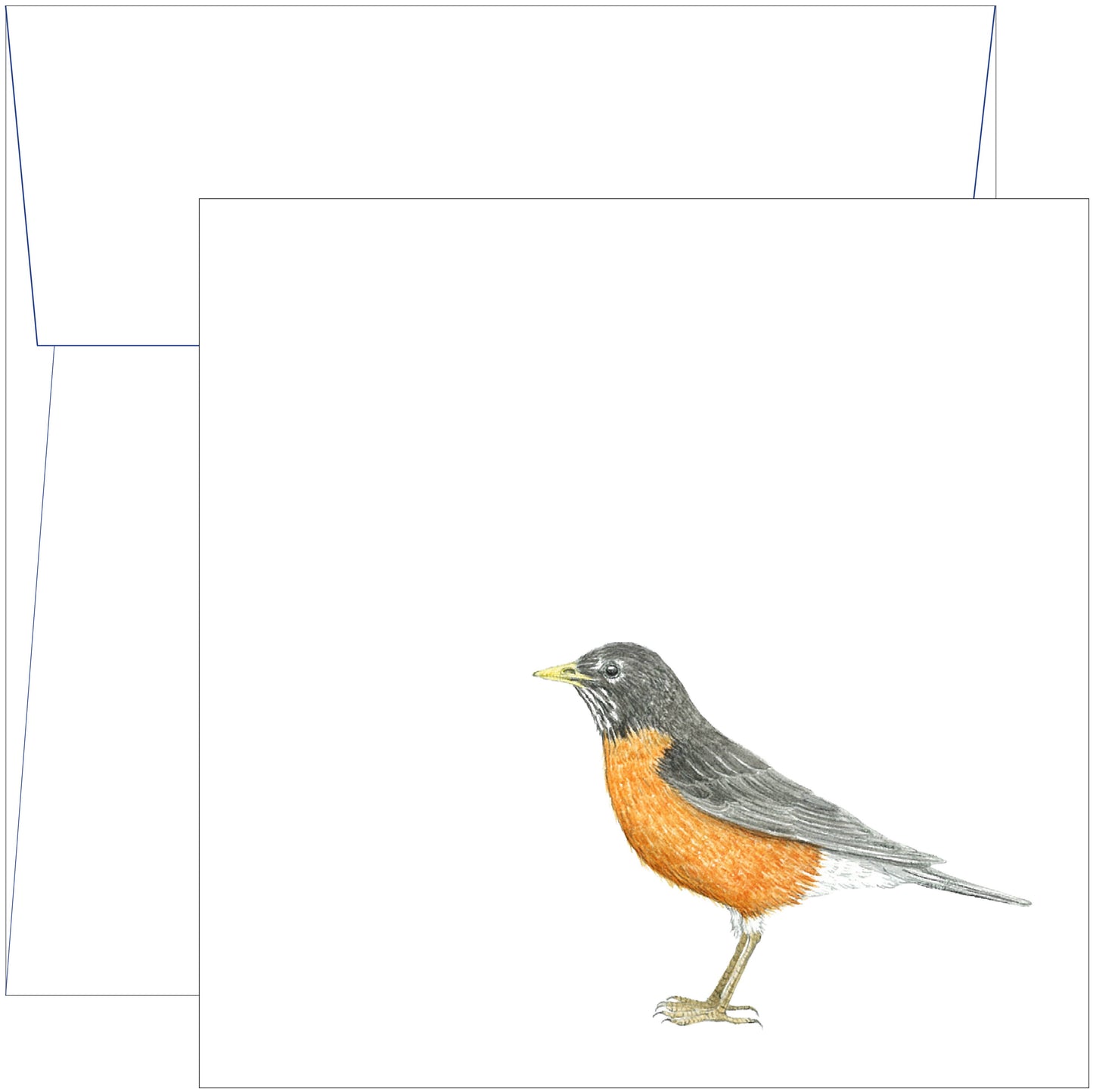 Greeting Card | Thank You Robin | Bird lovers | Spring: 4.25" x 5.5"