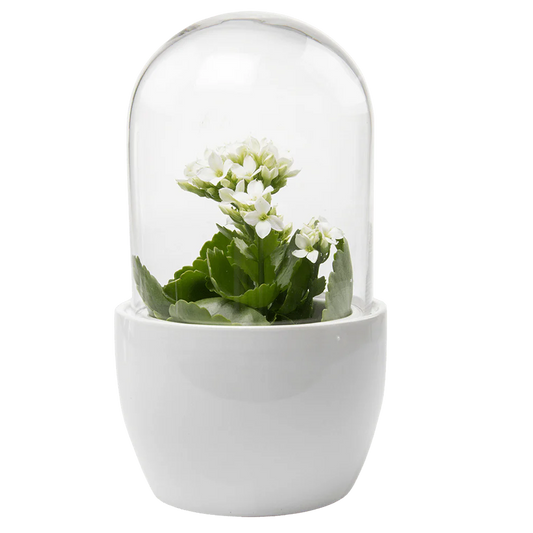 Pill Glass Terrarium