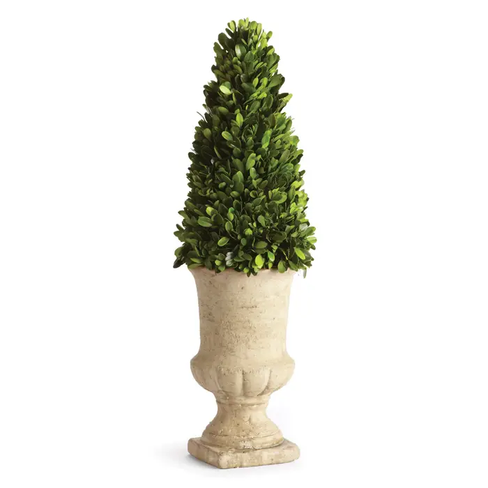Boxwood Cone Topiary in Urn