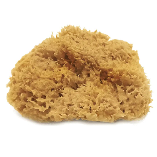 Bahamian Sea Wool Sponge