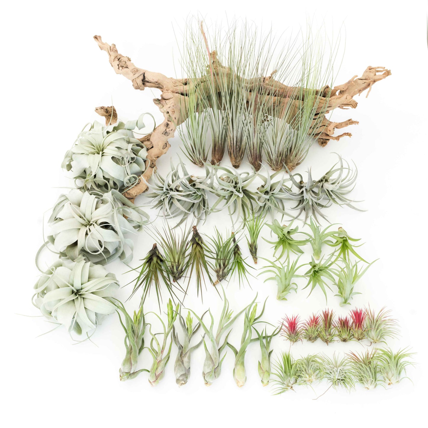 Assorted Tillandsia Air Plants