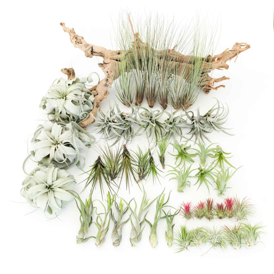 Assorted Tillandsia Air Plants