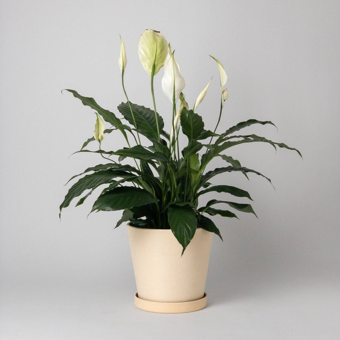 7" Tapered Signature Planter Pot & Saucer Set | Earth Tones: Tatami Sand