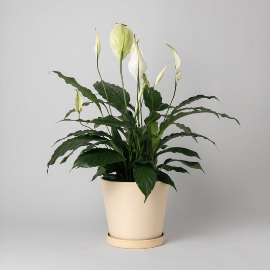 7" Tapered Signature Planter Pot & Saucer Set | Earth Tones: Tatami Sand