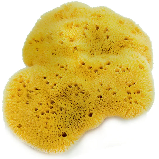 Caribbean Grass Sea Sponge